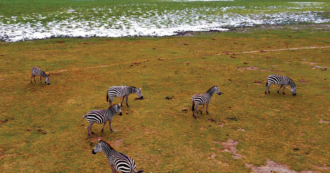 Tanzania, 29 ottobre. Zebre alle falde del Kilimangiaro, il monte più alto dell’Africa. Sullo sfondo, quel che resta di una grandinata foto: Andrew Wasike / getty images