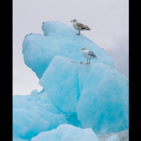Groenlandia, 14 luglio. Iceberg creato dal ghiacciaio Jakobshvn che si fonde in mare. E i livelli oceanici globali aumentano
foto:  Martin Zwick / getty images
