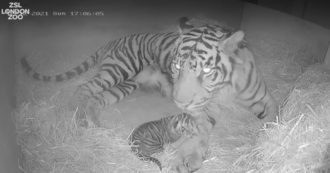 Copertina di Allo zoo di Londra nasce un cucciolo di tigre del Sumatra, in un video i primi istanti di vita del piccolo con la mamma Gaysha