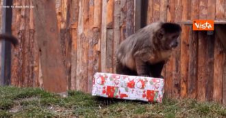 Copertina di È Natale anche allo zoo di Sofia: così gli animali scartano i regali. Le simpatiche immagini – Video