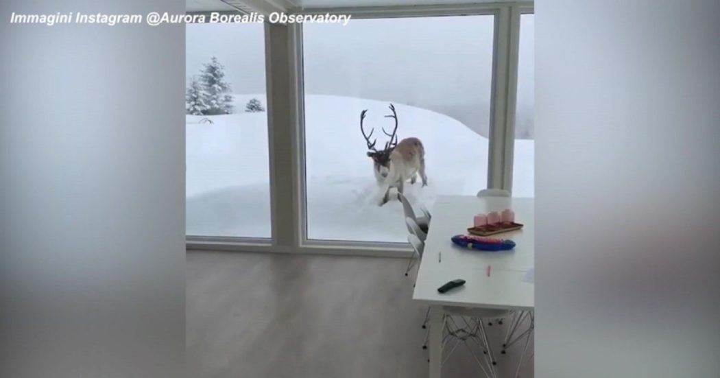 L’incontro speciale con una renna in Norvegia: si avvicina incuriosita a uno chalet poi corre nella neve – Video