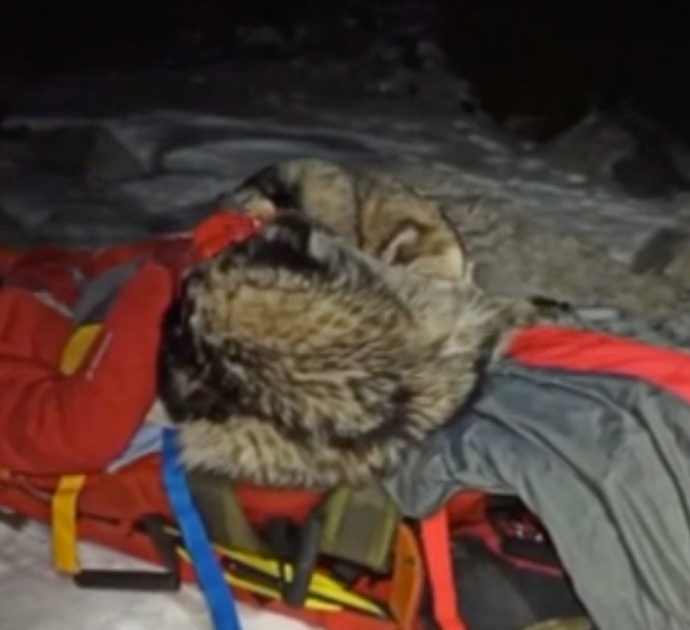 Alpinista cade in un burrone: il suo cane gli salva la vita riscaldandolo per 13 ore