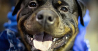 Copertina di Orrore al ristorante, rottweiler dei proprietari sbranano il cagnolino di una cliente: “Decapitato all’istante”