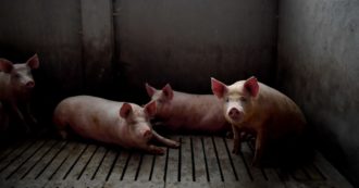 Copertina di “Un’etichettatura obbligatoria e pubblica”: ecco cosa chiede la relazione Ue per tutelare il benessere degli animali. E i punti controversi