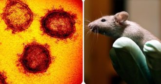 Covid, “vaccino nasale efficace sui topi anche contro il contagio”. Lo studio preliminare degli scienziati Usa