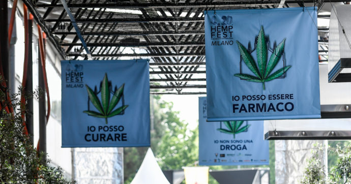 Cannabis light, Conferenza Stato-Regioni vara un decreto che la rende illegale. L’associazione Coscioni: “Rischio carcere per i coltivatori”