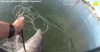 Copertina di Miami, agente salva un piccolo delfino intrappolato in una rete da pesca: le immagini dell’emozionante momento – Video
