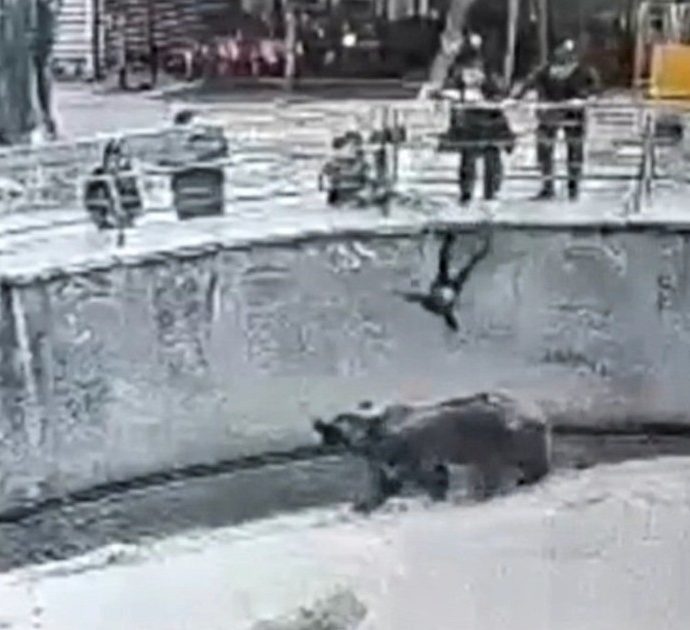 Mamma lancia la figlia di 3 anni nella gabbia degli orsi allo zoo: l’animale si avvicina e la annusa, le telecamere riprendono tutta la scena