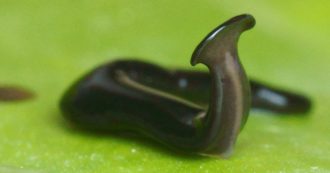 Copertina di Verme predatore scoperto in Italia, è una specie potenzialmente invasiva