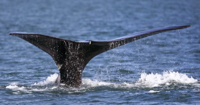 Islanda, stop alla caccia alle balene dal 2024. Il governo: “Non dà più benefici apprezzabili”
