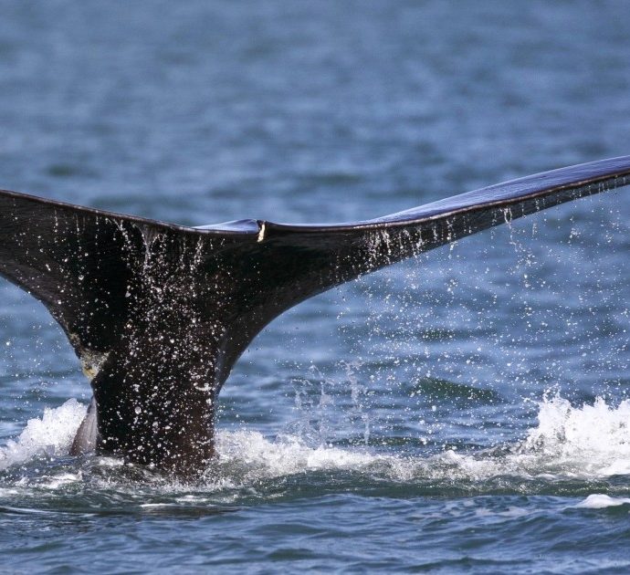 Barca da pesca si scontra con una balena: cinque morti in Nuova Zelanda