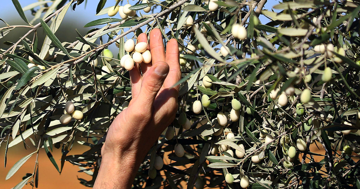 Legge sul bio al voto, no del Nobel Parisi alla biodinamica: ‘Stregonerie’. Consumatori, coltivatori e ambientalisti: “Approvare subito per non penalizzare tutto il comparto”