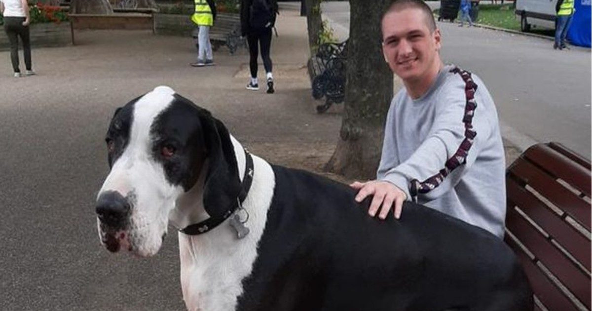 Diego, il cane gigante è una star dei social: “Lo scambiano per una mucca”. Pesa 95 chili ed è altro quasi un metro