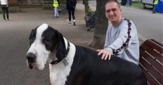 Copertina di Diego, il cane gigante è una star dei social: “Lo scambiano per una mucca”. Pesa 95 chili ed è altro quasi un metro