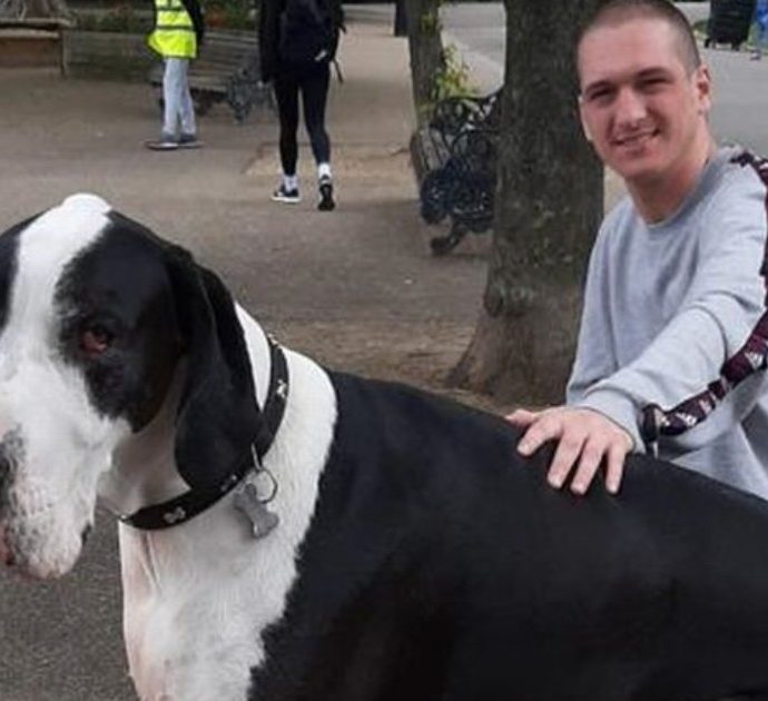 Diego, il cane gigante è una star dei social: “Lo scambiano per una mucca”. Pesa 95 chili ed è altro quasi un metro