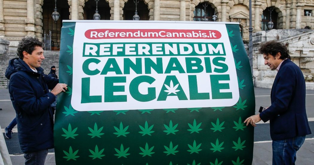 Cannabis, la Consulta boccia il referendum. Amato: “Inammissibile, così incluse droghe pesanti”. Cappato: “Falso, un errore della Corte cancella il quesito”