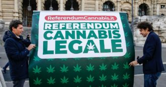 Copertina di Cannabis, la Consulta boccia il referendum. Amato: “Inammissibile, così incluse droghe pesanti”. Cappato: “Falso, un errore della Corte cancella il quesito”