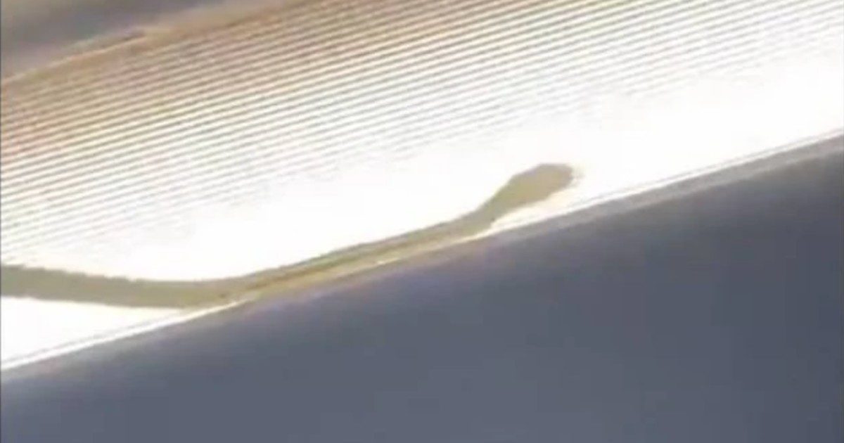 Serpente spunta dalla cappelliera di un aereo e si aggira sopra le teste dei passeggeri: pilota costretto all’atterraggio di emergenza – VIDEO