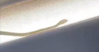 Copertina di Serpente spunta dalla cappelliera di un aereo e si aggira sopra le teste dei passeggeri: pilota costretto all’atterraggio di emergenza – VIDEO
