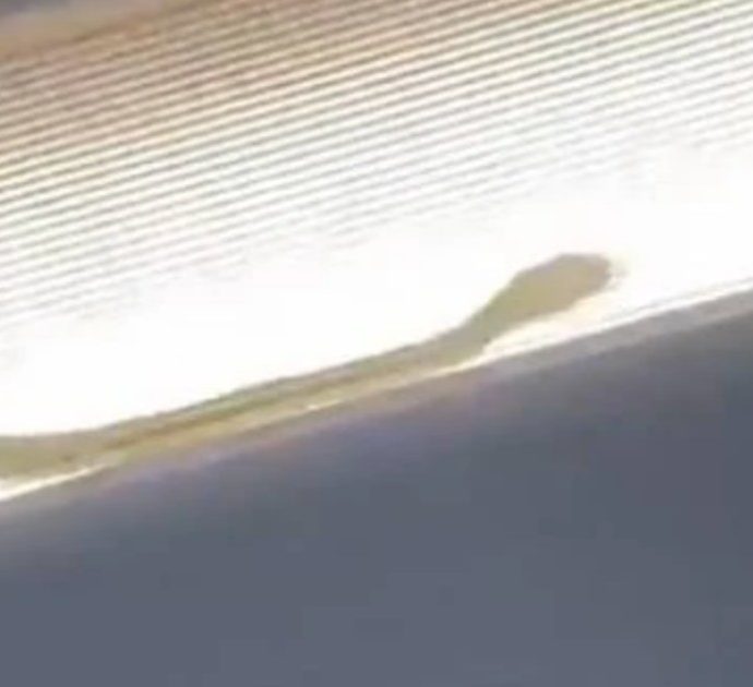 Serpente spunta dalla cappelliera di un aereo e si aggira sopra le teste dei passeggeri: pilota costretto all’atterraggio di emergenza – VIDEO