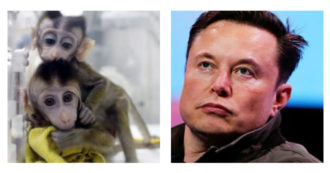 Copertina di Elon Musk, “scimmie morte o mutilate durante gli esperimenti alla Neuralink”: gli animalisti attaccano, l’azienda risponde