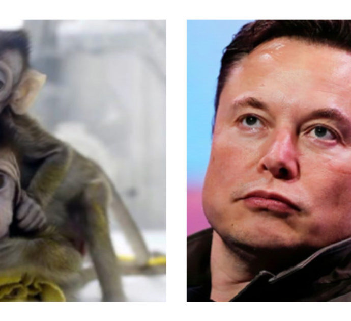 Elon Musk, “scimmie morte o mutilate durante gli esperimenti alla Neuralink”: gli animalisti attaccano, l’azienda risponde
