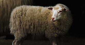 Copertina di Pecora Dolly, aveva ragione Darwin: la clonazione produce individui di bassa qualità