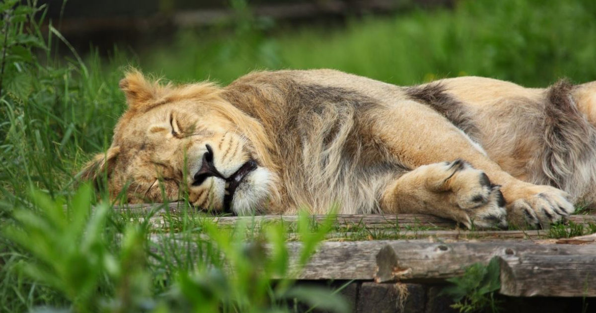 Addio a Blondie, il leone studiato dall’Università di Oxford è stato ucciso dai bracconieri