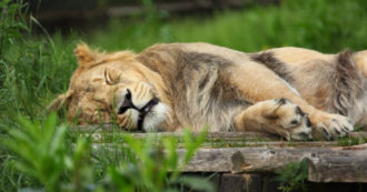 Copertina di Addio a Blondie, il leone studiato dall’Università di Oxford è stato ucciso dai bracconieri