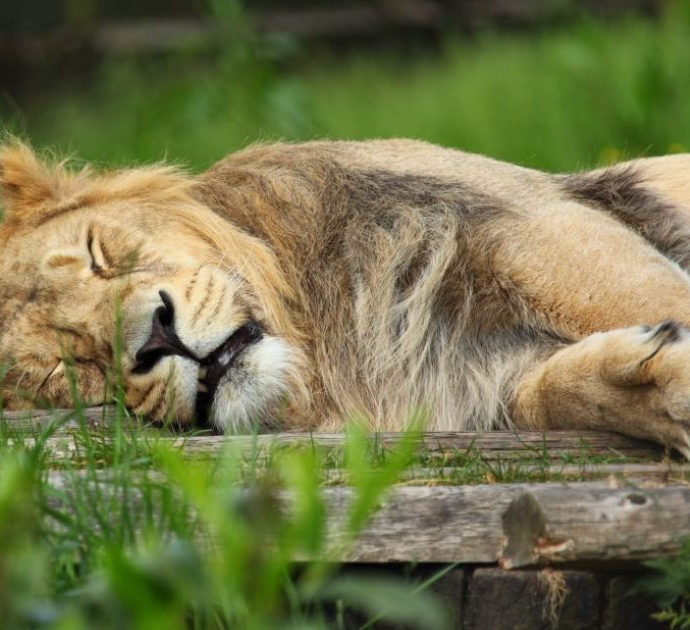 Addio a Blondie, il leone studiato dall’Università di Oxford è stato ucciso dai bracconieri