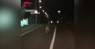 Copertina di Reggio Emilia, lupo nel parcheggio di un centro commerciale: l’incontro ravvicinato dei carabinieri – Video