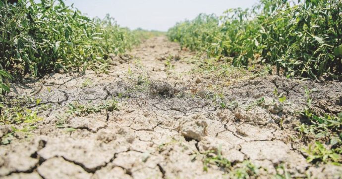 La siccità non è un evento raro nel Corno d’Africa, ma ora si è unita anche la guerra