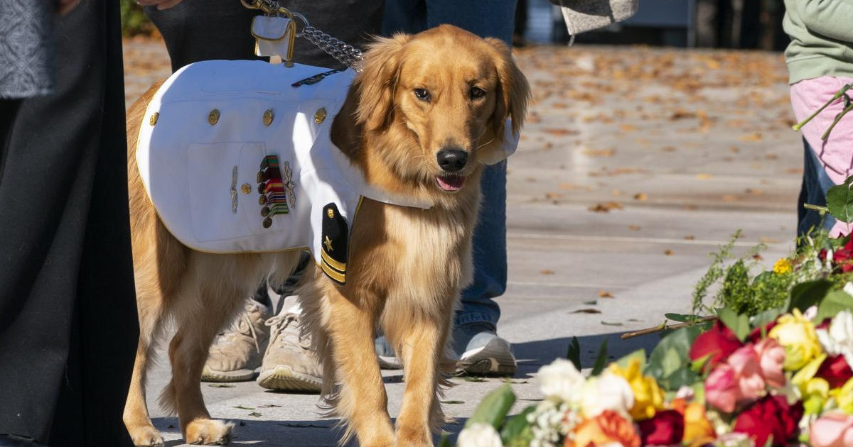 “Anche i cani soffrono per la morte di un loro simile”: lo studio delle Università di Padova e di Milano