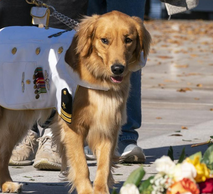 “Anche i cani soffrono per la morte di un loro simile”: lo studio delle Università di Padova e di Milano