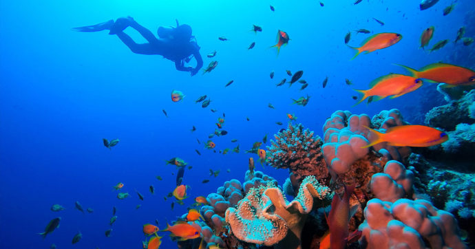Sharm El Sheikh e Hurghada: i luoghi del diving nel Mar Rosso