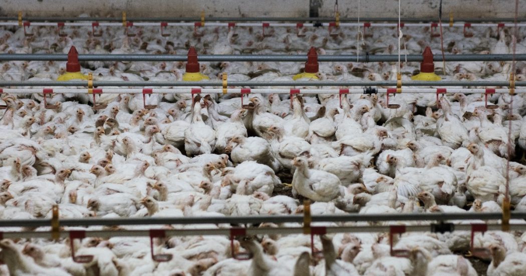 I polli allevati esclusivamente per produrre carne sono geneticamente condannati a soffrire: “Lo studio dimostra perché anche la filiera italiana è fuorilegge” – VIDEO