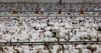 Copertina di I polli allevati esclusivamente per produrre carne sono geneticamente condannati a soffrire: “Lo studio dimostra perché anche la filiera italiana è fuorilegge” – VIDEO