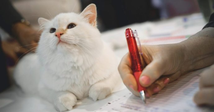 Copertina di Ora pure i gatti sono putiniani: i felini russi esclusi dalle gare