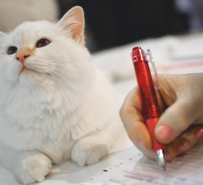 “Un assegno di mantenimento per i gatti rimasti all’ex moglie, verserà 240 euro ogni tre mesi per 10 anni”: la storica sentenza di divorzio in Turchia