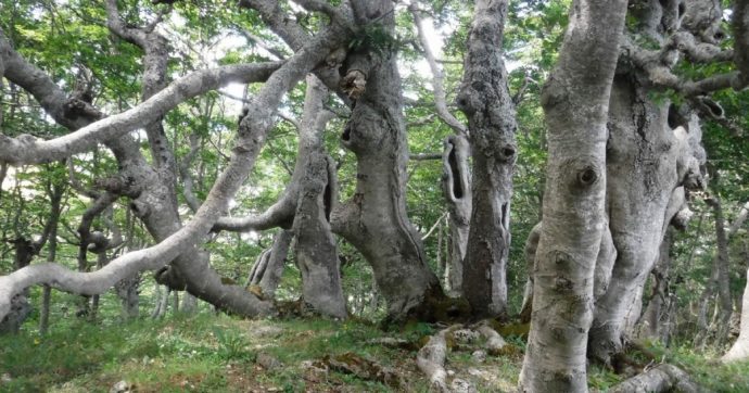 I boschi di faggio a rischio in Europa. La loro crescita diminuirà del 20-50%