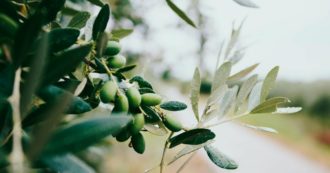 Copertina di Truffa dell’olio e ‘ndrangheta, no degli Usa al sequestro delle società