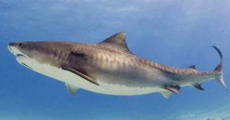 Copertina di Italiano di 56 anni attaccato da uno squalo tigre: muore dissanguato in ospedale