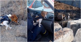 Copertina di Guerra Russia-Ucraina, il cane degli artificieri di Kiev: il Jack Russel ha aiutato a trovare quasi 90 ordigni dall’inizio del conflitto