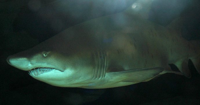 Colombia, italiano ucciso da uno squalo