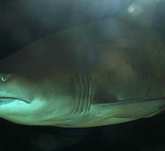 “Il loro cuore può convivere con lesioni cardiache letali per la specie umana”: gli squali della Groenlandia vivono per secoli ed è una scoperta importante per l’uomo. Ecco perché