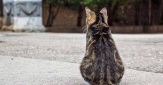 Copertina di Ucraina, Leidaa porta in Italia cani e gatti trovati tra le macerie: chi vorrà potrà adottarli