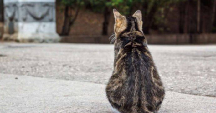 Ucraina, Leidaa porta in Italia cani e gatti trovati tra le macerie: chi vorrà potrà adottarli - Il Fatto Quotidiano