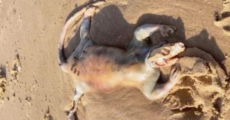Copertina di Creatura “simile a un alieno” trovata arenata su una spiaggia: le ipotesi e il precedente in California