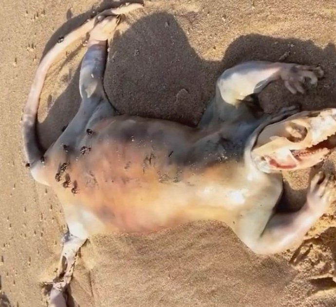 Creatura “simile a un alieno” trovata arenata su una spiaggia: le ipotesi e il precedente in California