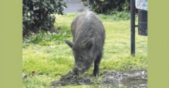 Copertina di Il ruggito del cinghiale (vicino agli studi Rai)